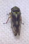 Oncopsis flavicollis