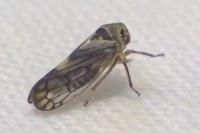 Oncopsis flavicollis