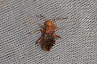 Rhopalus subrufus