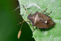 Peribalus strictus vernalis