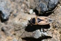 Xanthochilus quadratus