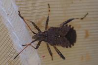 Ceraleptus gracilicornis