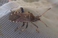 Ceraleptus gracilicornis