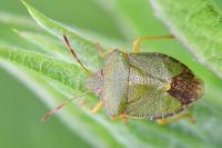 Palomena prasina