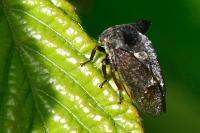 Centrotus cornutus
