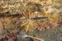 Hydrometra stagnorum