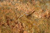 Hydrometra stagnorum