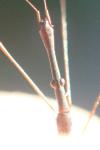 Hydrometra stagnorum
