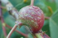 Pemphigus immunis
