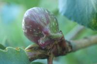 Pemphigus immunis