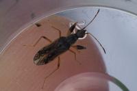 Paraparomius leptopoides