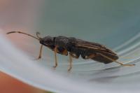 Paraparomius leptopoides