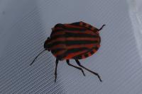 Graphosoma italicum