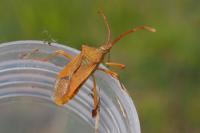 Gonocerus acuteangulatus
