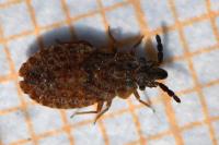 Aradus cinnamomeus