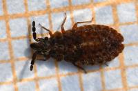Aradus cinnamomeus