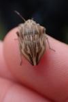 Odontotarsus robustus