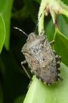 Rhaphigaster nebulosa