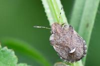 Dyroderes umbraculatus