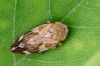Philaenus spumarius