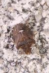 Dyroderes umbraculatus