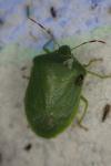 Nezara viridula