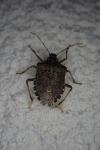 Halyomorpha halys