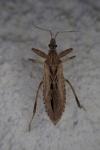 Oncocephalus pilicornis