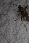 Adelphocoris lineolatus