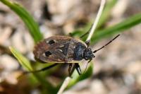Graptopeltus lynceus