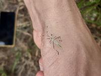 Chorosoma schillingii