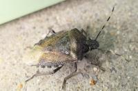 Rhaphigaster nebulosa