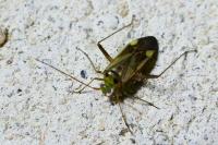 Adelphocoris lineolatus