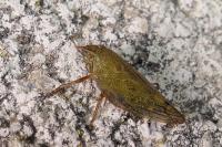 Aphrophora pectoralis