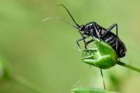 Calocoris nemoralis