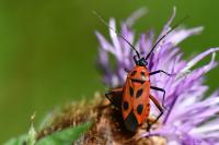 Calocoris nemoralis
