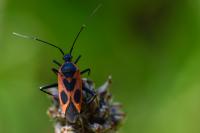 Calocoris nemoralis