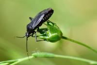 Calocoris nemoralis