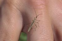 Chorosoma schillingii