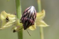 Odontotarsus purpureolineatus