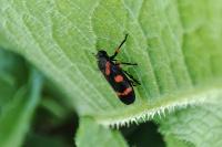 Cercopis intermedia