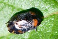 Penthimia nigra