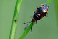Deraeocoris ruber