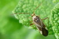 Adelphocoris lineolatus