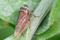 Aphrodes makarovi