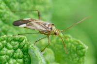 Adelphocoris lineolatus