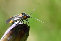 Capsodes flavomarginatus