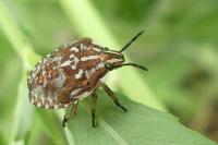 Carpocoris pudicus