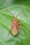 Gonocerus acuteangulatus
