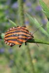 Graphosoma italicum